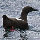 Guillemot à miroir