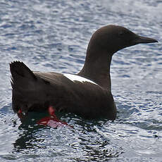 Guillemot à miroir