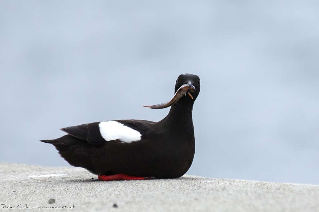 Guillemot à miroiradulte nuptial, régime