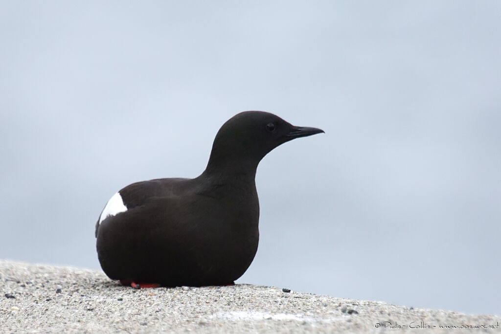 Black Guillemotadult breeding, identification