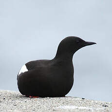 Guillemot à miroir