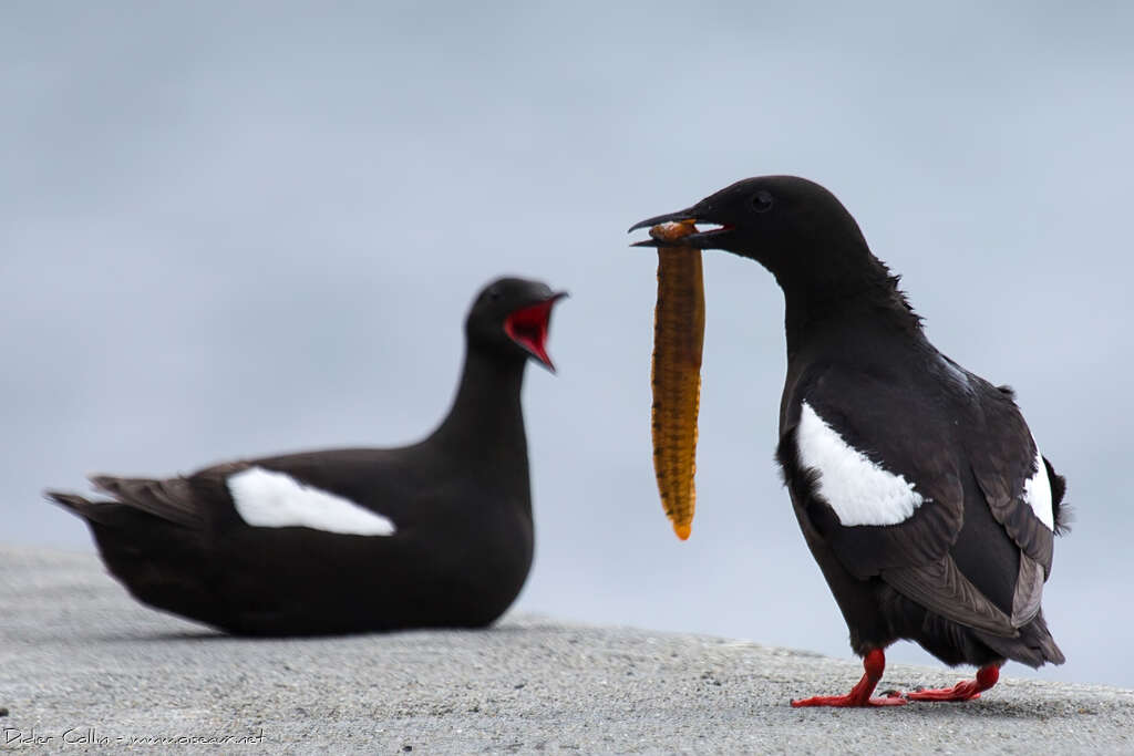 Guillemot à miroiradulte nuptial, régime