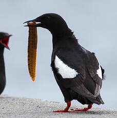 Black Guillemot