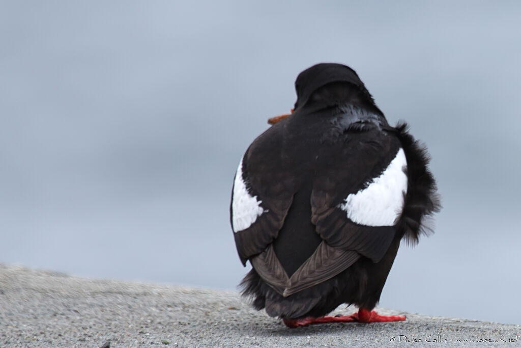 Black Guillemotadult breeding, identification