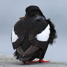 Guillemot à miroir