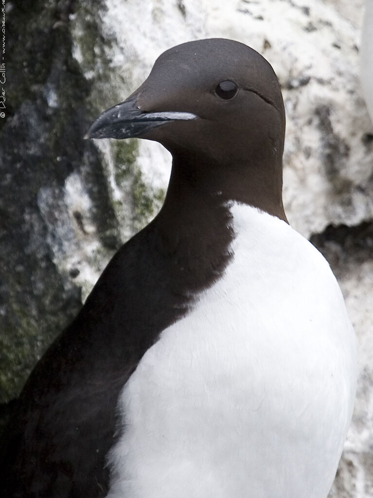 Thick-billed Murre