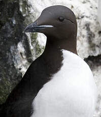 Guillemot de Brünnich