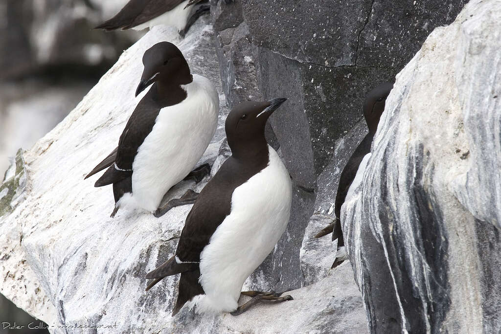 Guillemot de Brünnichadulte nuptial, identification