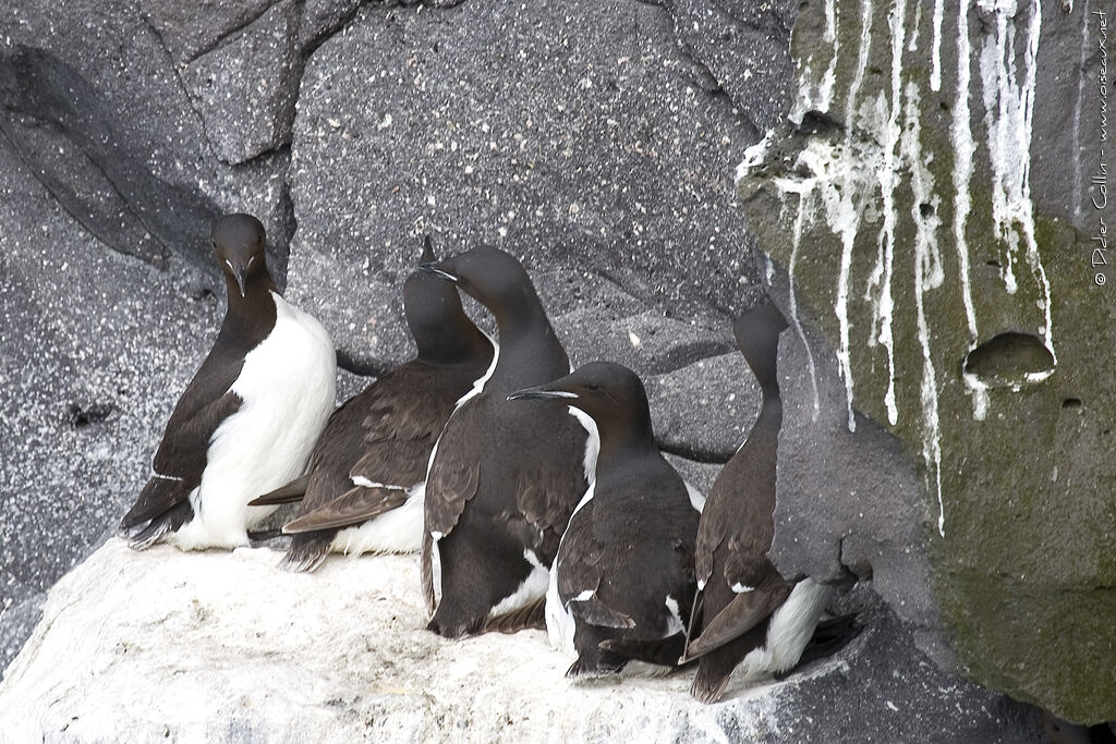 Guillemot de Brünnich