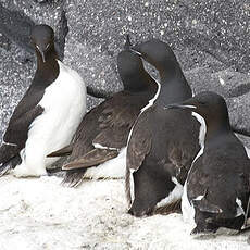 Guillemot de Brünnich