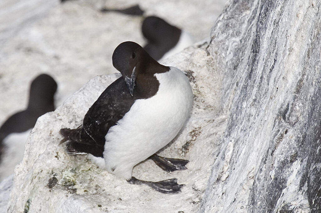 Guillemot de Brünnich, identification