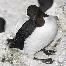 Guillemot de Brünnich