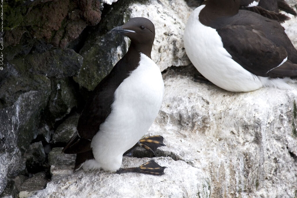 Guillemot de Brünnichadulte, identification