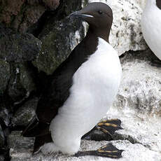 Guillemot de Brünnich