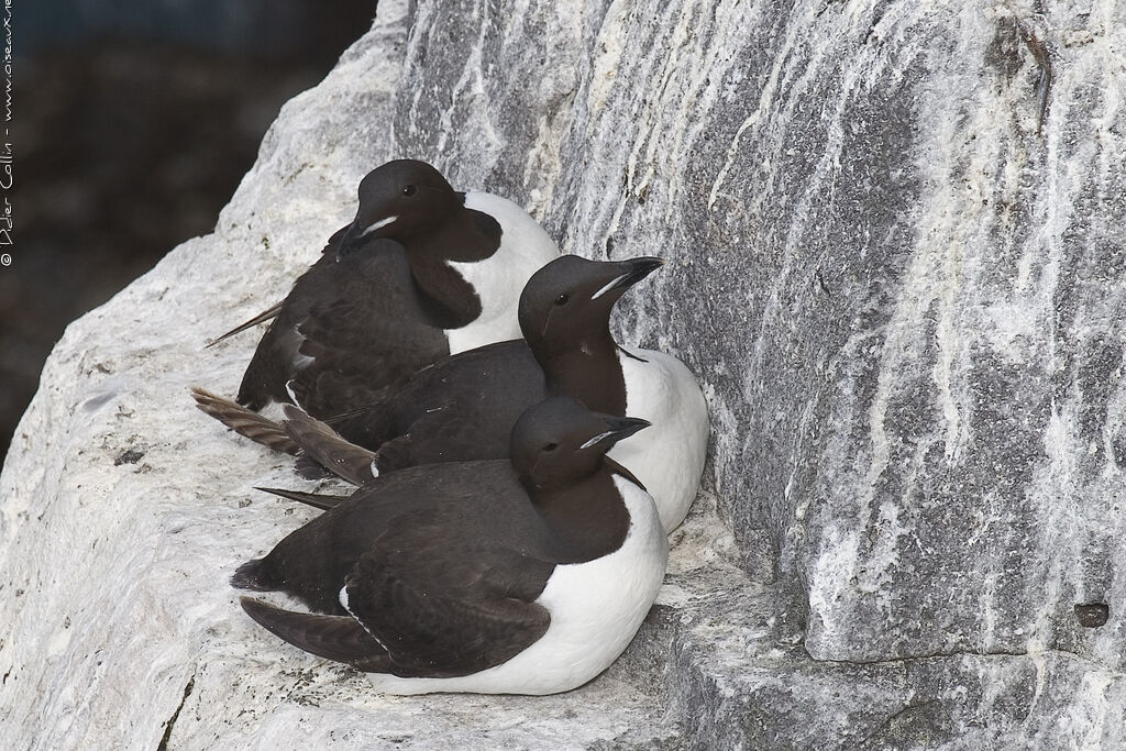 Guillemot de Brünnich