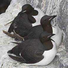 Guillemot de Brünnich