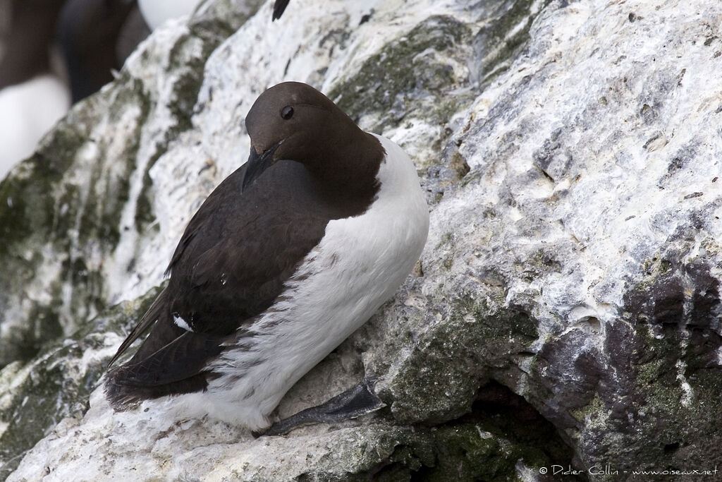 Common Murre