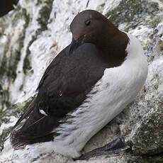 Common Murre