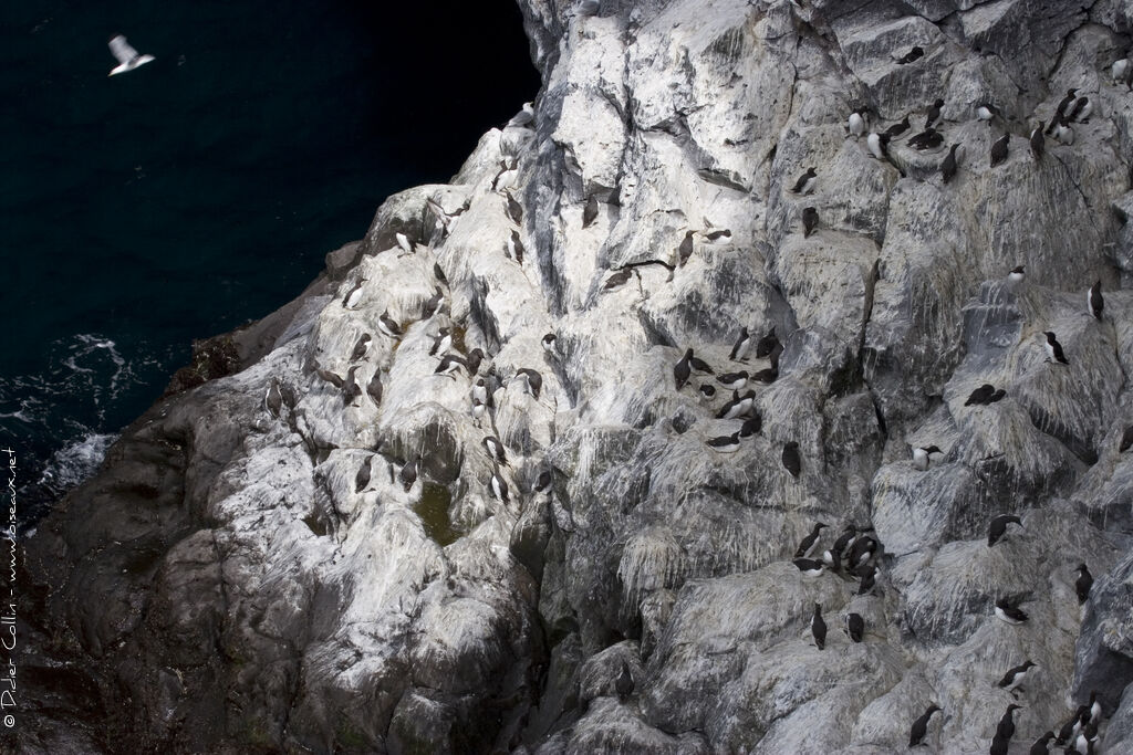 Guillemot de Troïl