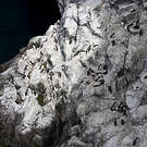 Guillemot de Troïl