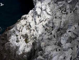 Common Murre