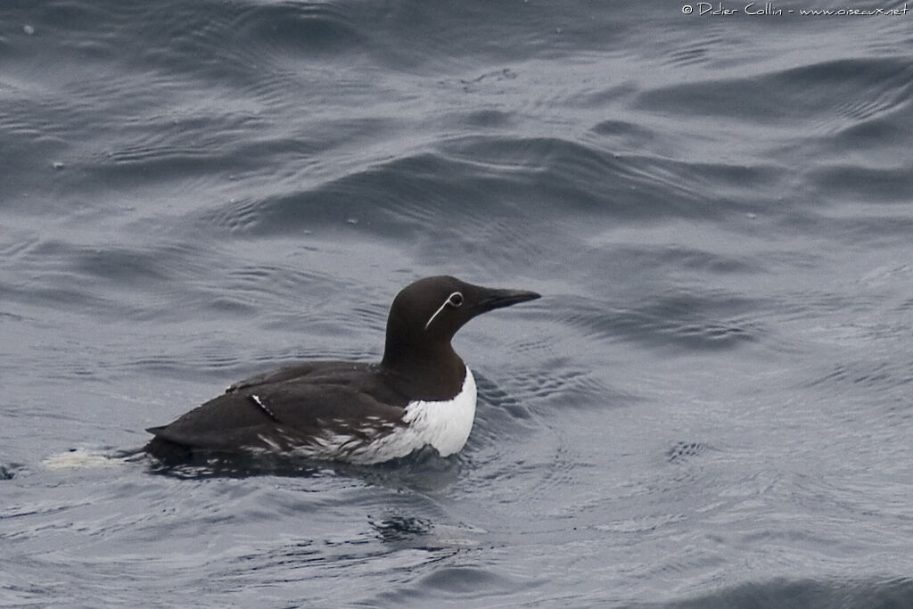 Guillemot de Troïladulte, nage