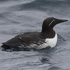 Guillemot de Troïl