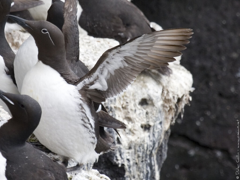 Common Murre