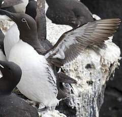 Common Murre