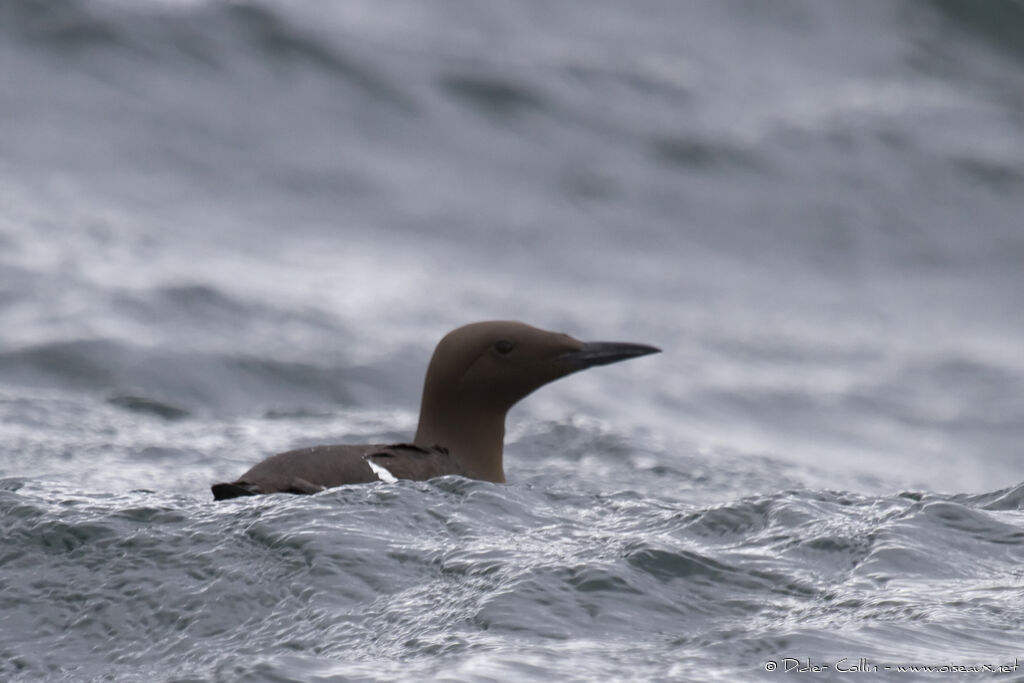 Guillemot de Troïladulte