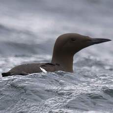 Common Murre