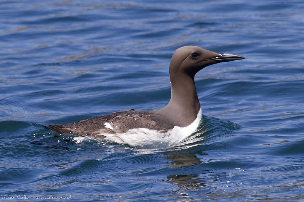 Guillemot de Troïladulte nuptial, nage