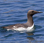 Guillemot de Troïl