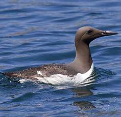 Common Murre