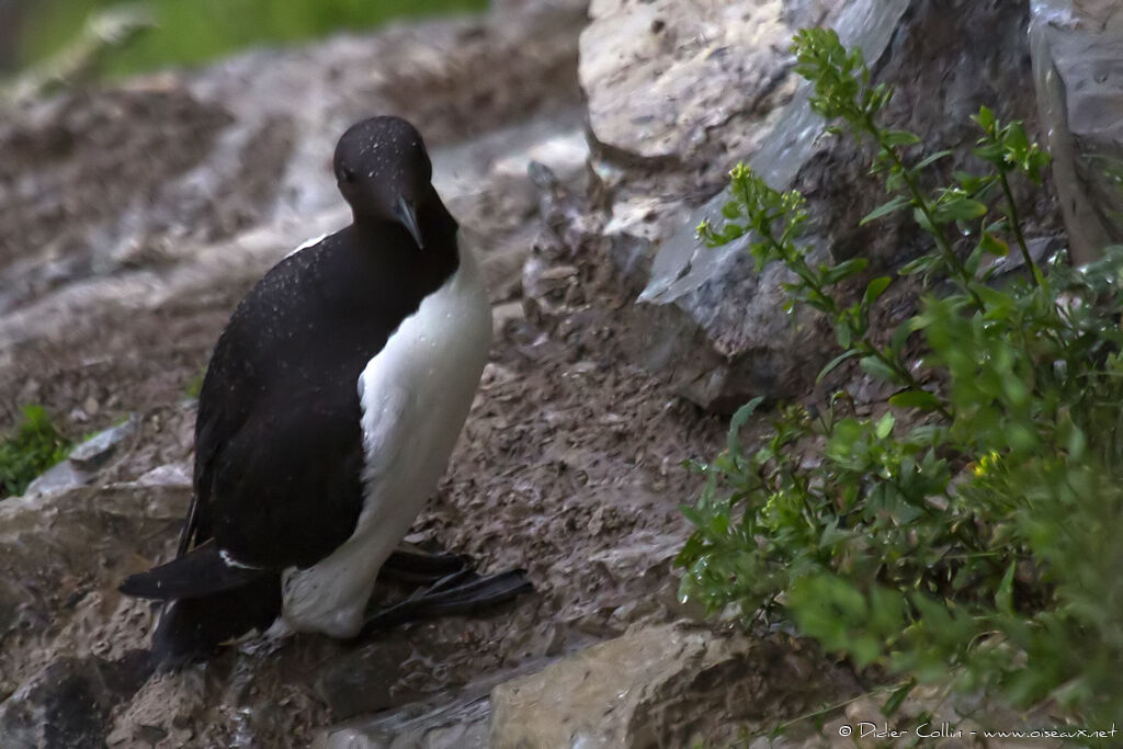 Guillemot de Troïladulte