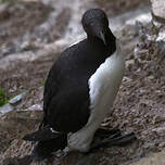 Guillemot de Troïl