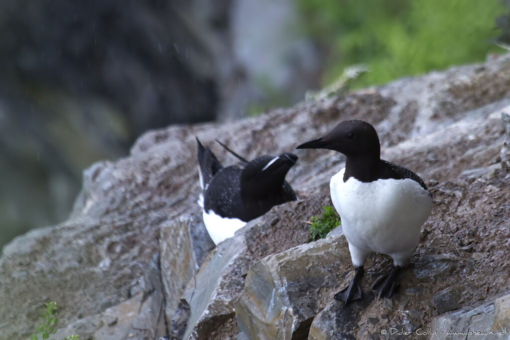 Guillemot de Troïladulte