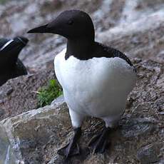 Common Murre