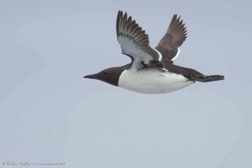 Common Murreadult, Flight