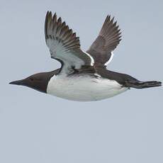 Common Murre