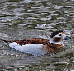 Long-tailed Duck