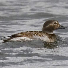 Long-tailed Duck