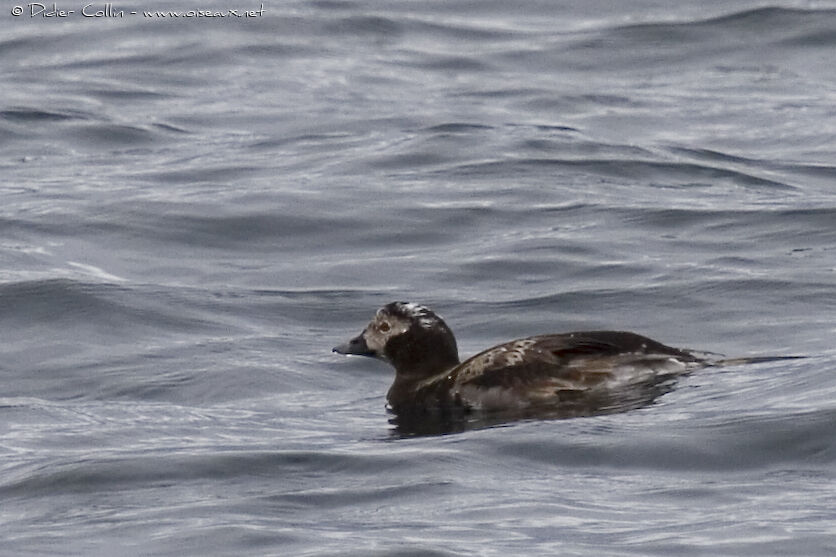 Long-tailed Duck male adult