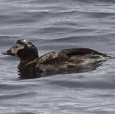 Long-tailed Duck