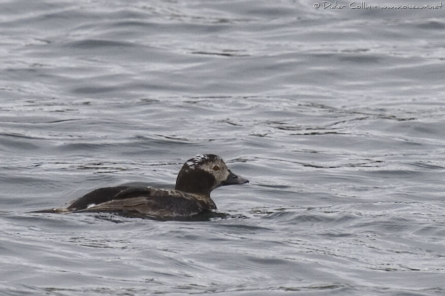 Long-tailed Duck male adult