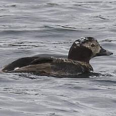 Long-tailed Duck