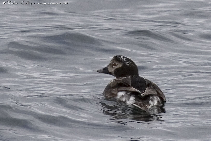 Long-tailed Duck male adult, identification