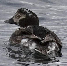 Long-tailed Duck