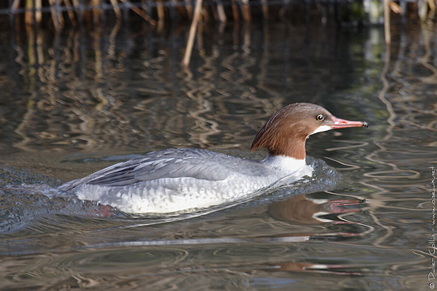 Common Merganser female adult