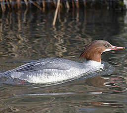 Common Merganser